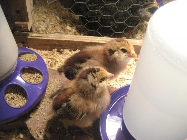 40347_chicks_030.jpg