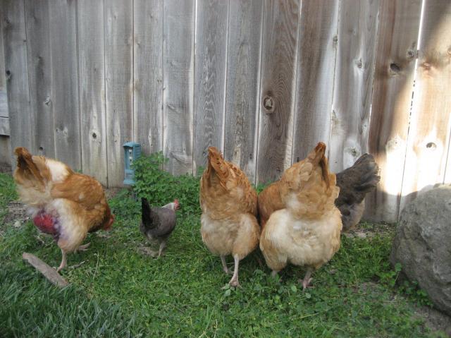 40347_newchicks_047.jpg