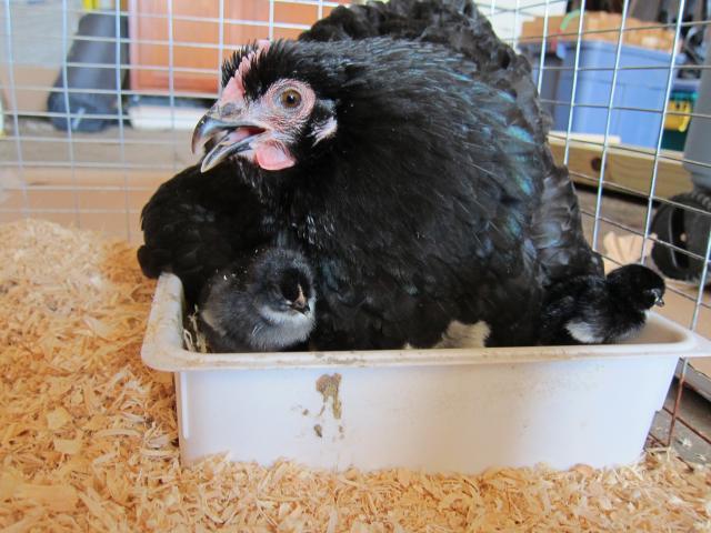 40359_broody_with_chicks_002.jpg