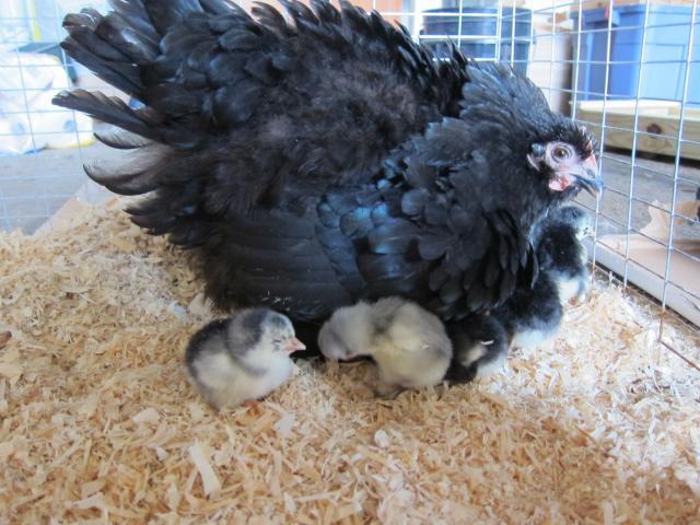 40359_broody_with_chicks_007.jpg