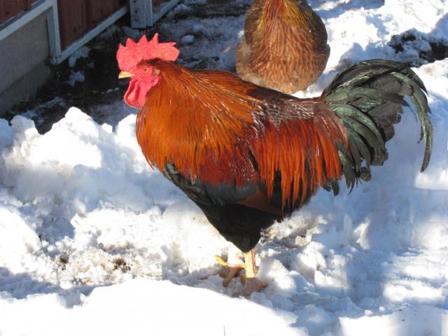 40359_welsummer_cockerel.jpg