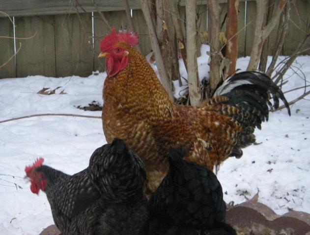 40382_rooster.jpg