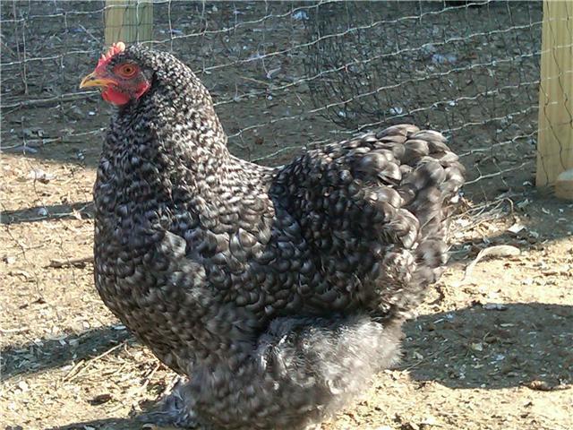 40401_barred_cochin_pullet.jpg