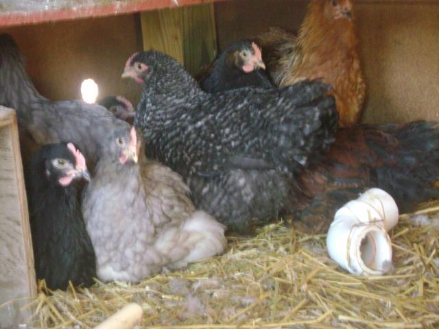 40401_chickens_for_sale_005.jpg