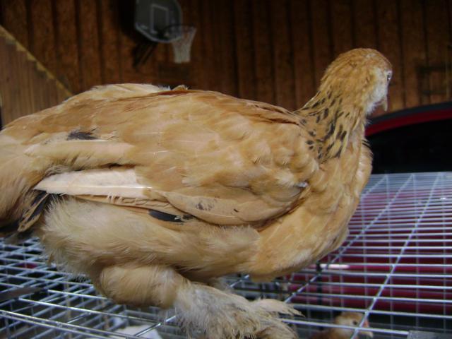 40401_colubian_cochin_003.jpg