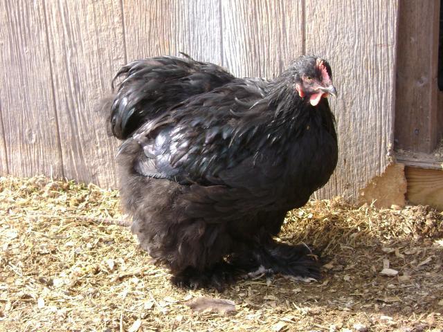 40401_kids_and_chickens_121.jpg