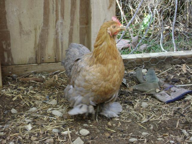 40401_kids_and_chickens_126.jpg