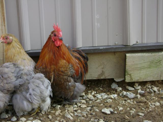 40401_kids_and_chickens_127.jpg