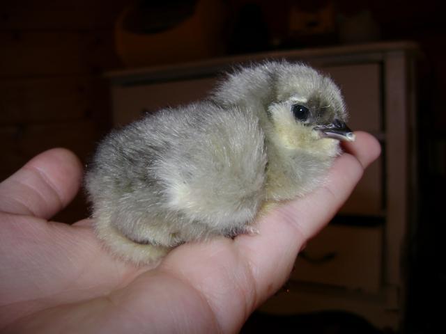 40401_pregnancy_and_ee_chicks_002.jpg