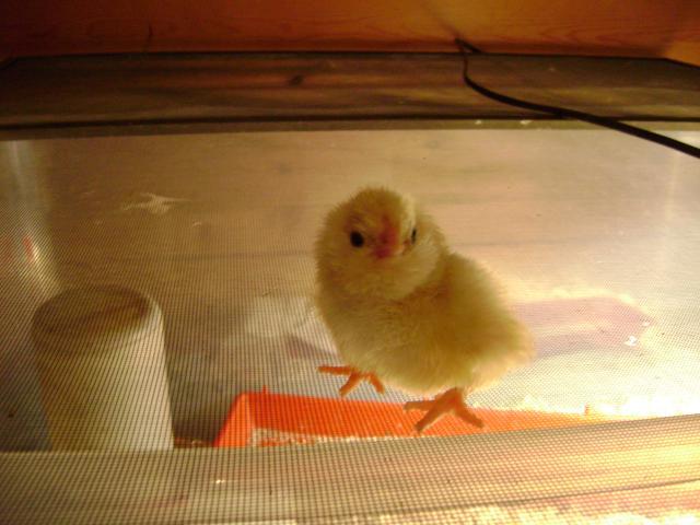 40401_pregnancy_and_ee_chicks_007.jpg