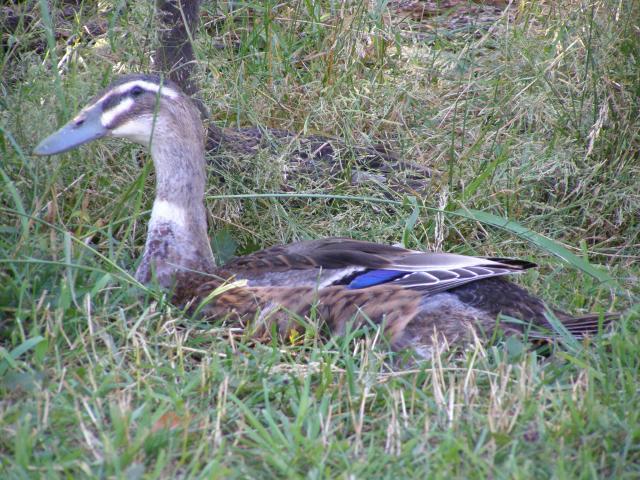 40411_ducky.jpg