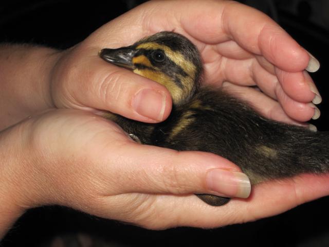 40411_quackers_062010_083.jpg