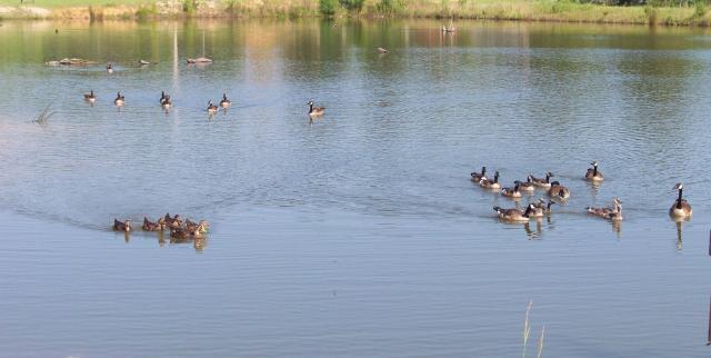 40434_ducksgeese_002.jpg