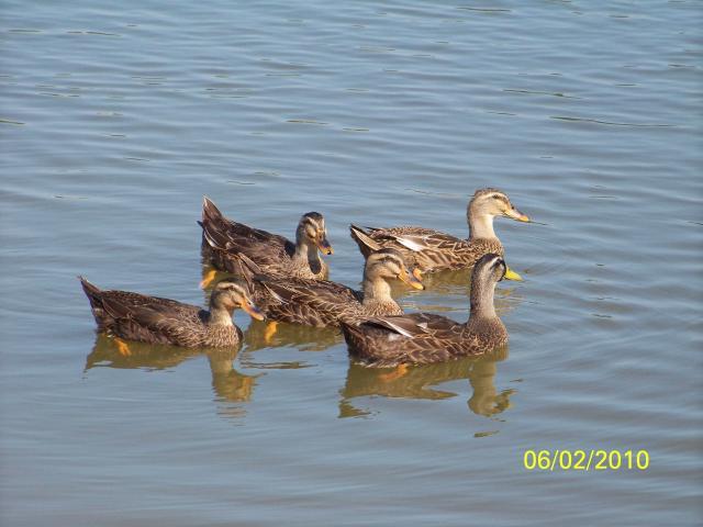 40434_ducksgeese_003.jpg