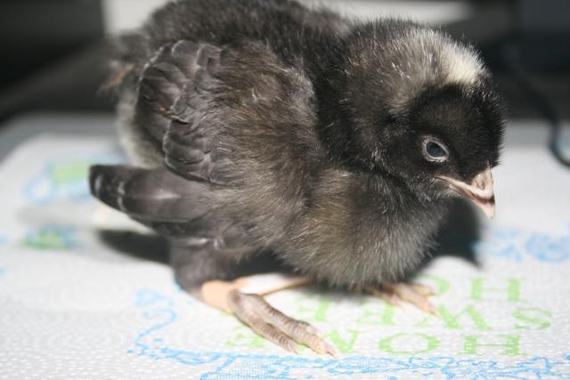 40435_sick_chick_003.jpg