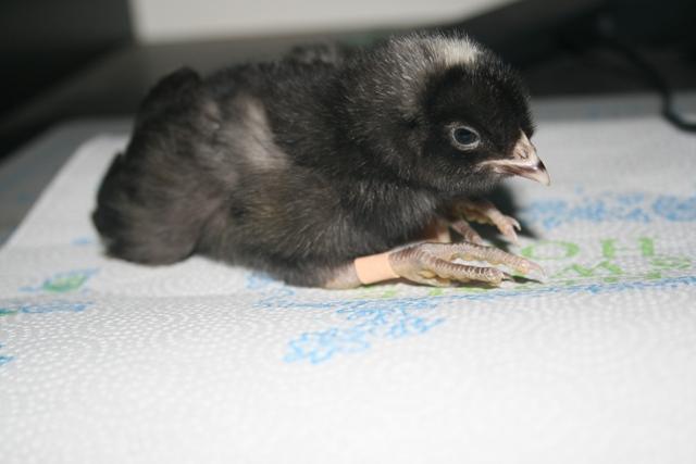 40435_sick_chick_004.jpg