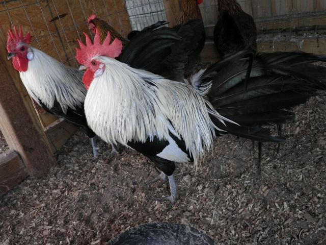 40479_pb020452.jpg