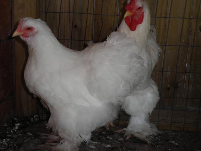 40479_pb020468.jpg