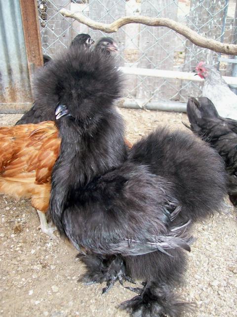 4047_black_silkie.jpg