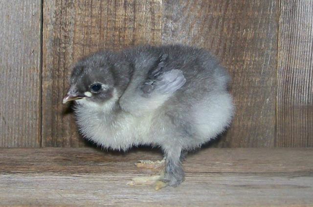 4047_blue_cochin_chick.jpg