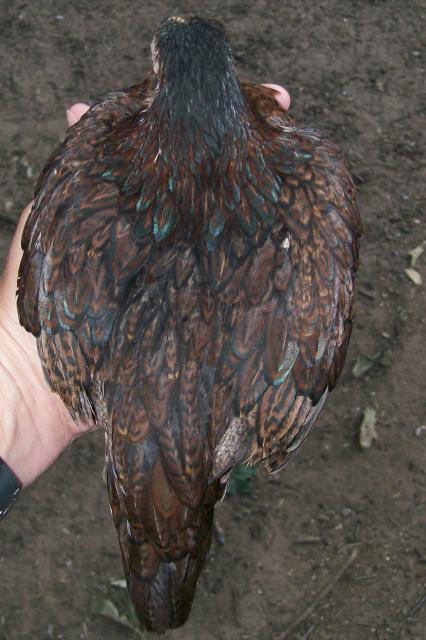 4047_dark_laced_bantam.jpg