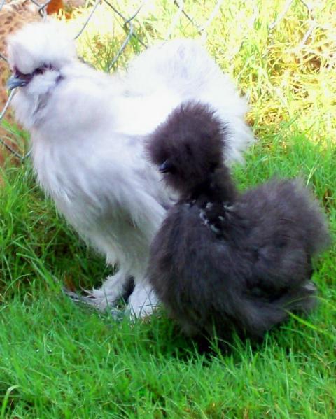 4047_silkies_ii.jpg