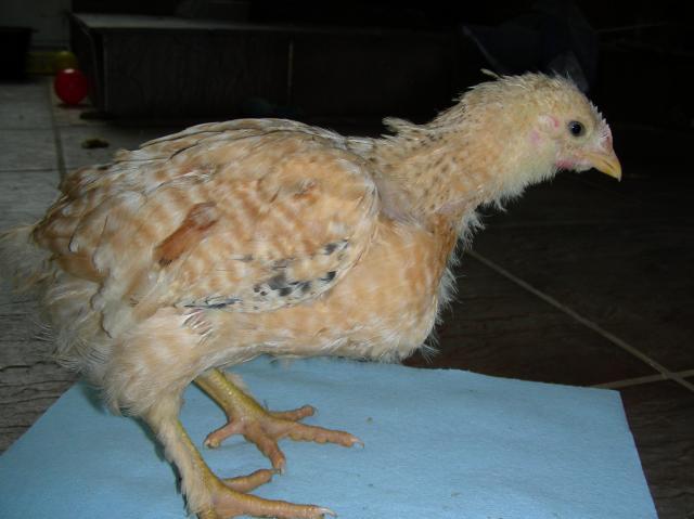 40510_chickschicks_008.jpg