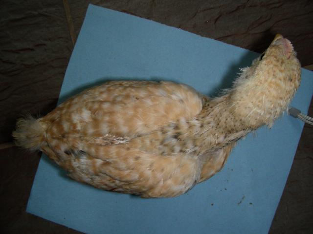 40510_chickschicks_009.jpg