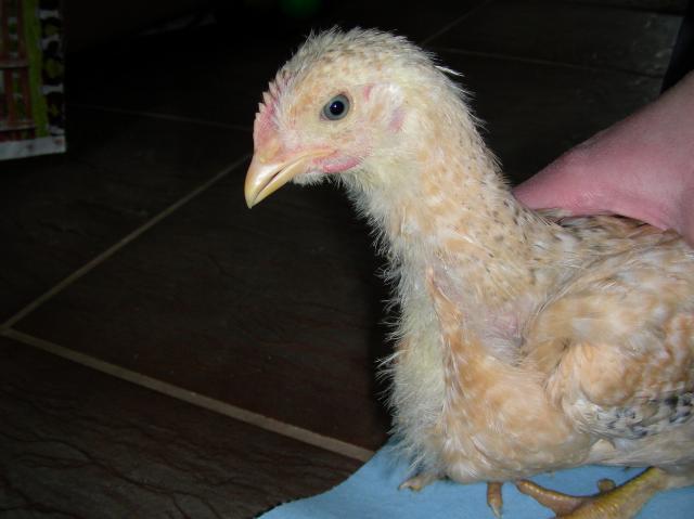 40510_chickschicks_010.jpg