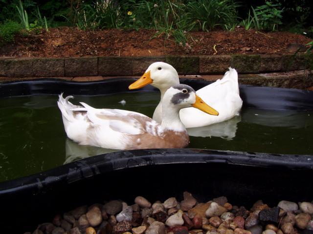 40537_2011swimduck_2.jpg