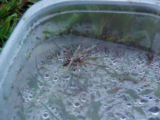40537_2011wolfspider.jpg
