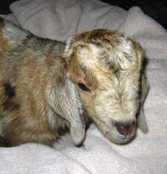 40547_bottle_goat.jpg