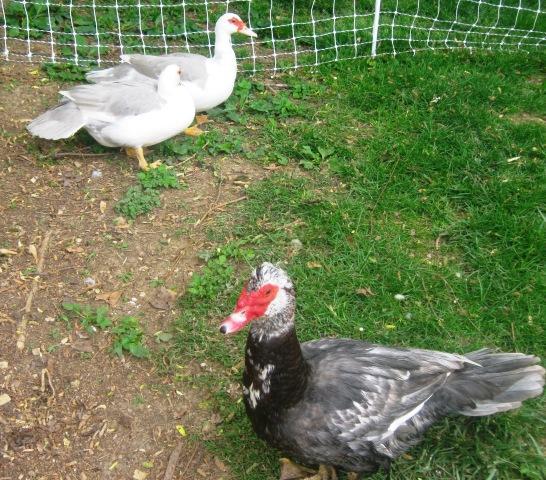 40547_scovy_girls_and_their_new_man.jpg