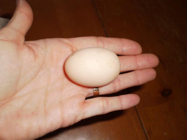 40561_firstluckyegg.jpg