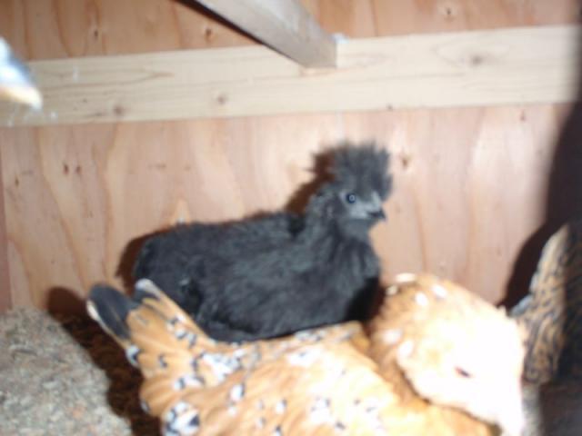 40605_pb250238.jpg