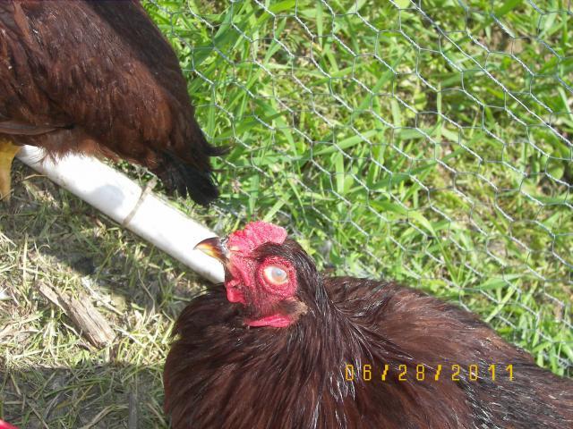 40608_buck_comb_1.jpg