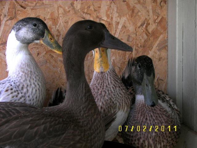 40608_duck_bills.jpg