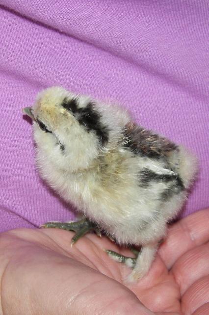 40608_new_silkie.jpg