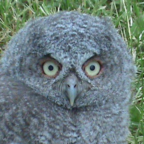 40608_owl_baby.jpg