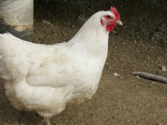 40608_white_giant_hen.jpg