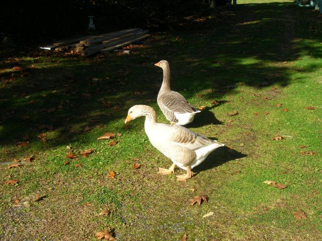 40611_051.jpg