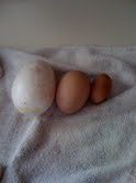40611_first_goose_egg_normal_chicken_egg_first_chick_egg.jpg