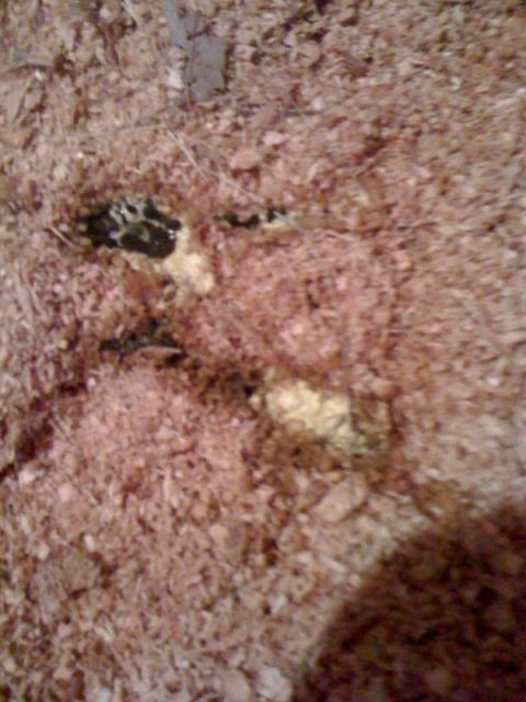 40611_sick_chicken_poo.jpg