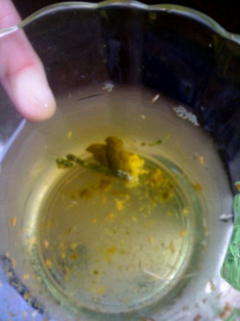 40611_sick_chicken_water.jpg