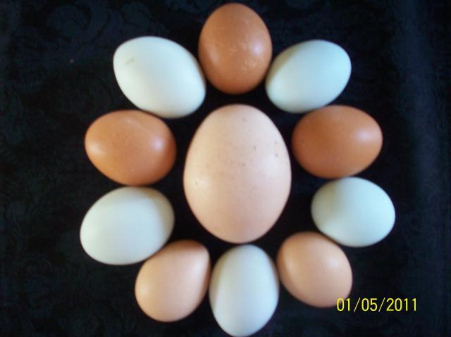 40634_large_egg_020.jpg