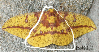 40634_moth_1.png