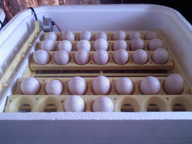 40643_easter_hatch.jpg