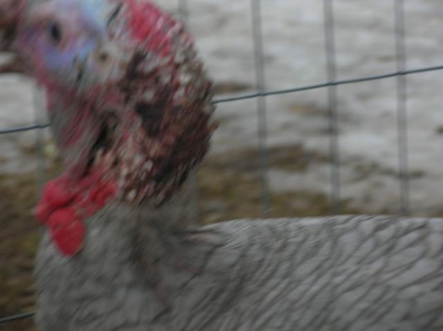 40650_christmas_035.jpg