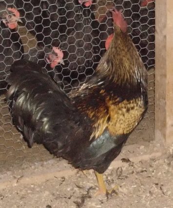 4065_wblack_rooster_1_b.jpg