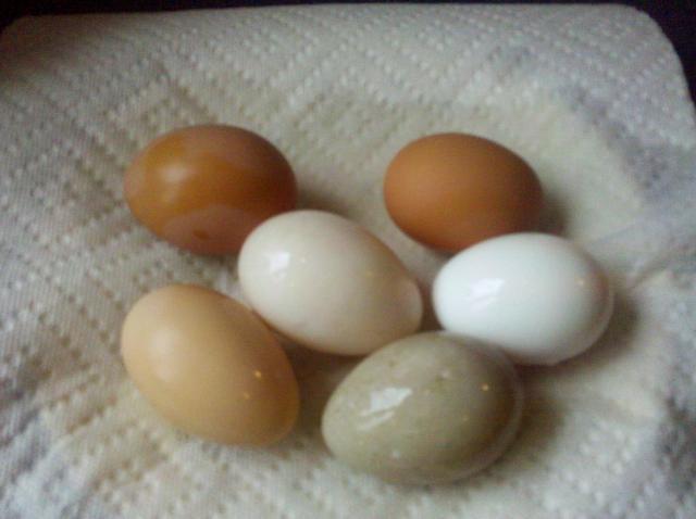 40667_duck_egg.jpg